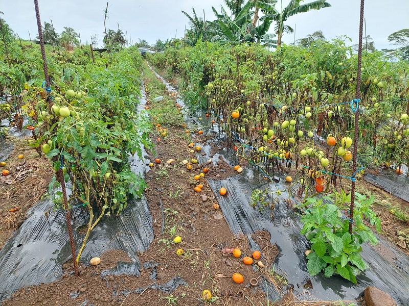 crédit photo archives Anne-Charlotte Lehartel