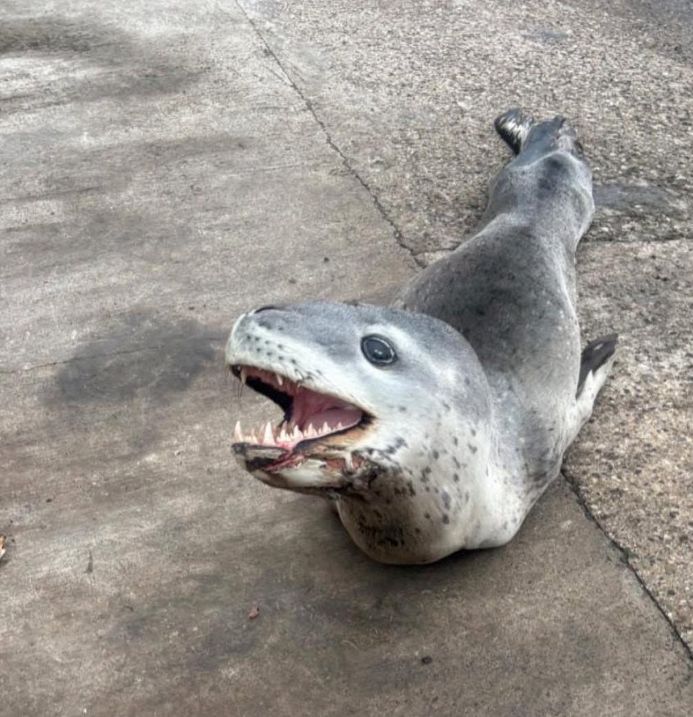 Malgré les recherches, l’animal n’a plus été observé dans le secteur de Mangareva depuis plus d’une semaine (Crédit : Archive/Commune des Gambier).