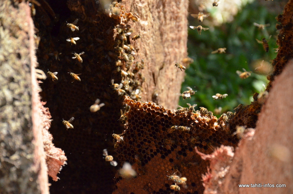 Ultime leçon de cette formation : la technique pour se servir dans une colonie d’abeilles sauvages afin d’initier une activité apicole.