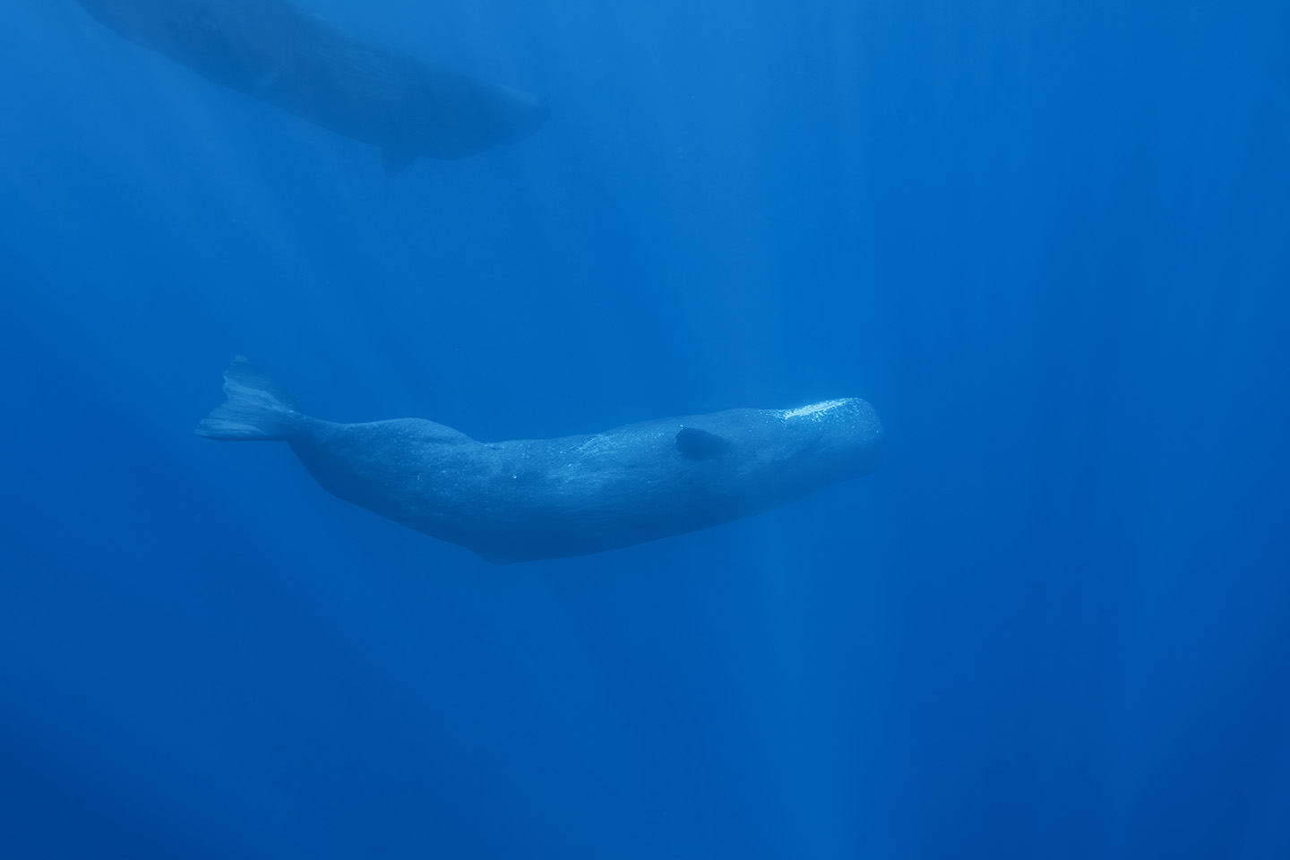 Des jeunes cachalots d’une dizaine de mètres de long à la Presqu’île (Crédit : Vincent Truchet/Mokarran Diving).