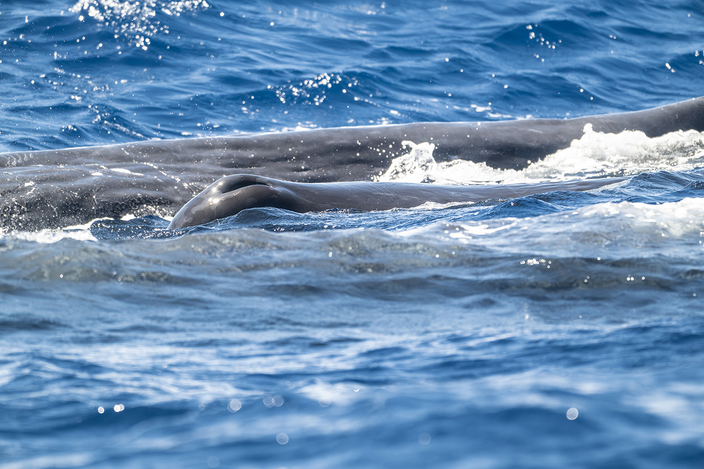 Un évent caractéristique avec un souffle en biais.