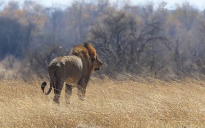 Le lion sud-africain en cavale repris vivant