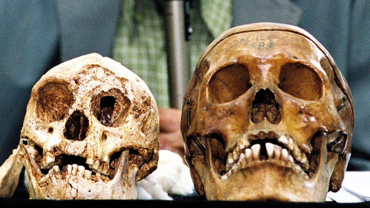 Le crâne de l'homme de Flores, à gauche.