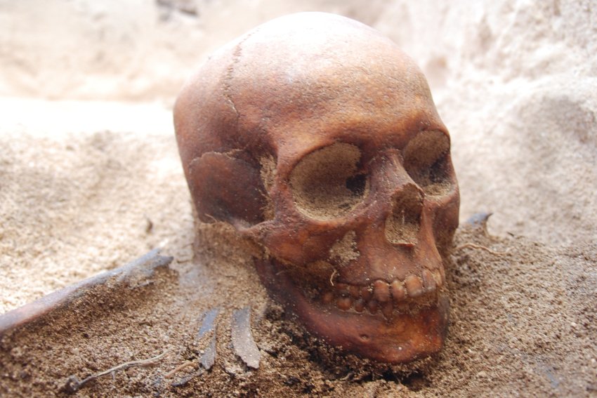 Un crâne retrouvé lors de fouilles, sur l’îlot où furent massacrés 125 personnes par les sbires de Jeronimus Corneliszoon.