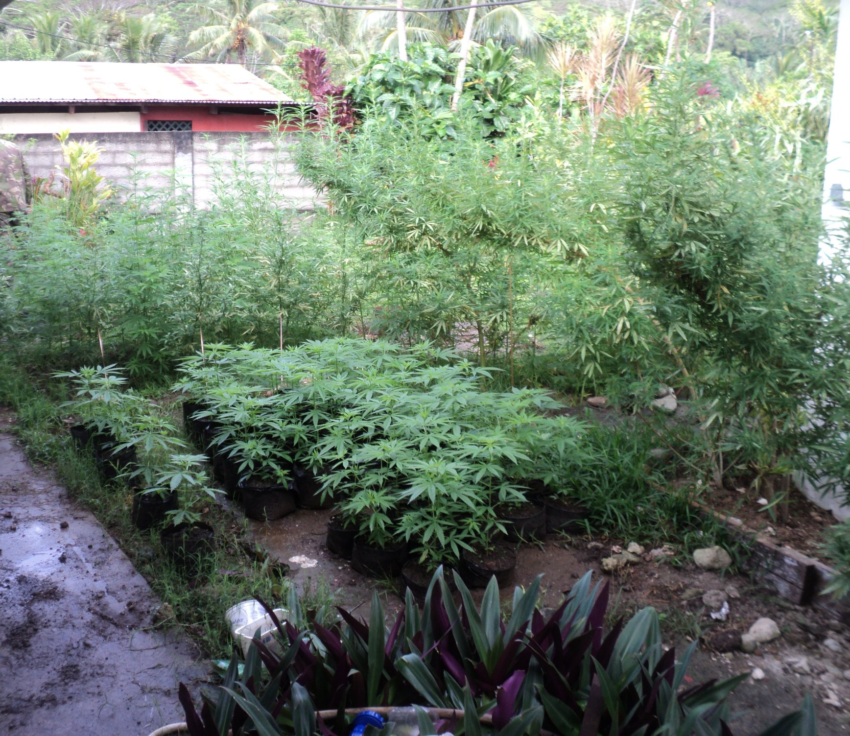 Des pieds de paka de plus de 2 m 50 découverts à Rurutu