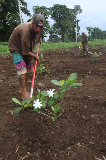 Plusieurs milliers de pieds de Tiare Tahiti ont été mis en terre, la semaine dernière. Une exploitation qui sera gérée par la SCA Fenua Hotu, tenue par Olivier Touboul, gérant du laboratoire de cosmétologie du Pacifique Sud.