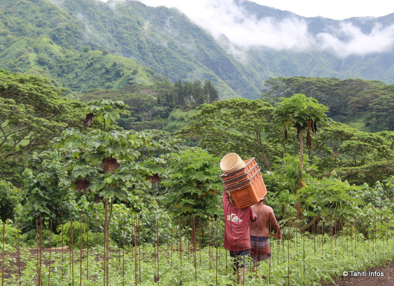 Thomas Moutame et la Chambre d’agriculture mis à mal par la CTC