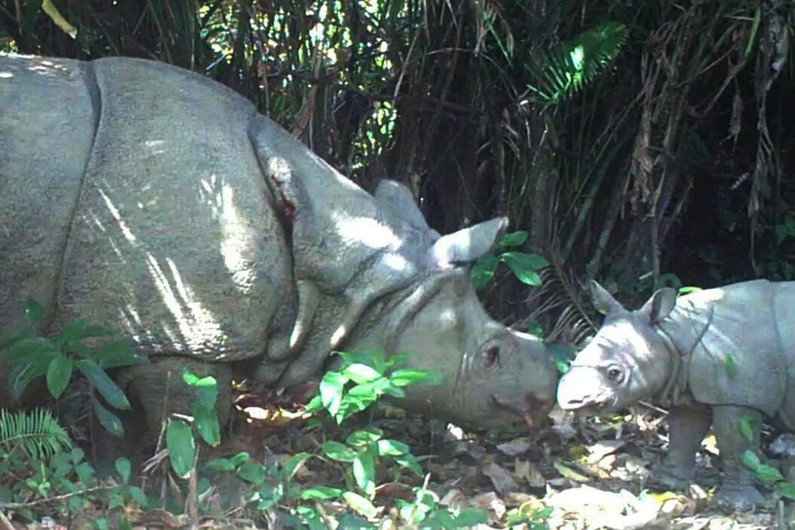 Mort d'un rhinocéros rare récemment découvert en Indonésie