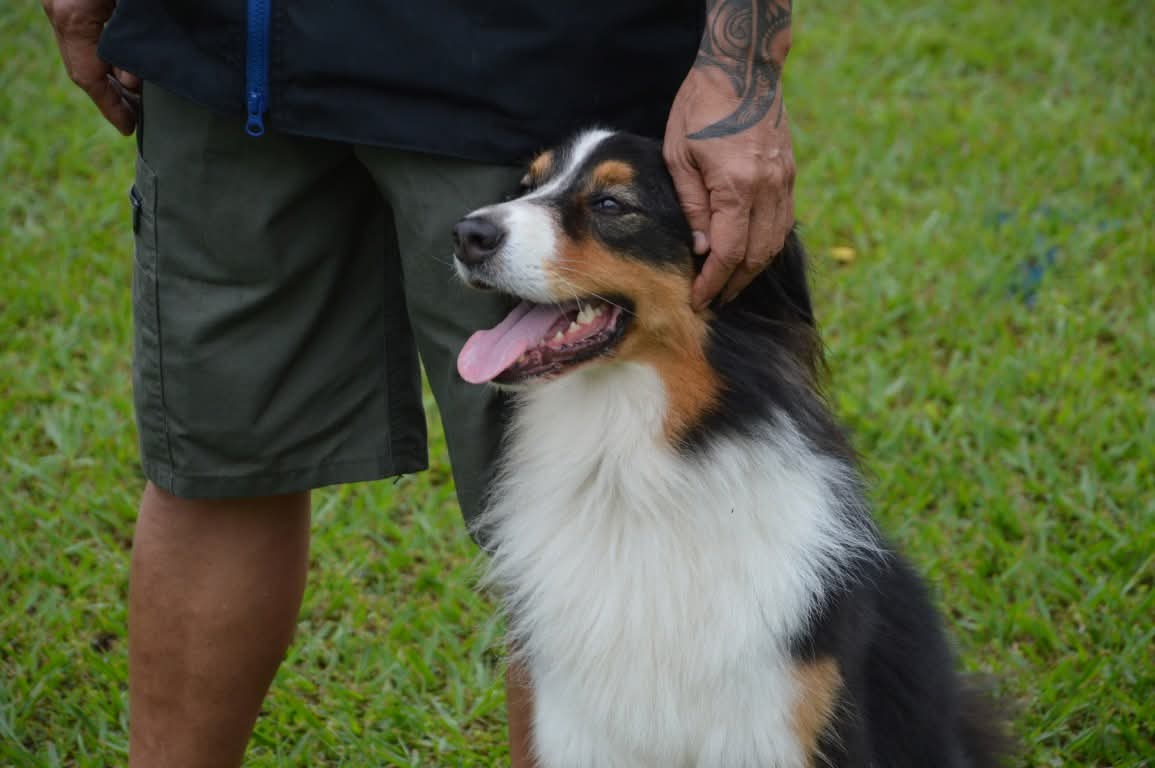 Maîtres et chiens, des candidats des quatre clubs polynésiens seront présents (Crédit : Facebook/Club canin de Pirae).