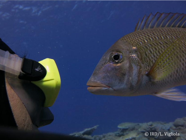L'atoll de Ahunui n’a pas de population permanente. Lors de leur expédition, les scientifiques y ont rencontré trois personnes qui étaient sur l’île depuis deux mois pour le coprah. Sous l’eau, le spectacle est exceptionnel : une forte biomasse dominée par les prédateurs et comportement caractéristique des zones Pristine. L’humain n’y est pas craint.