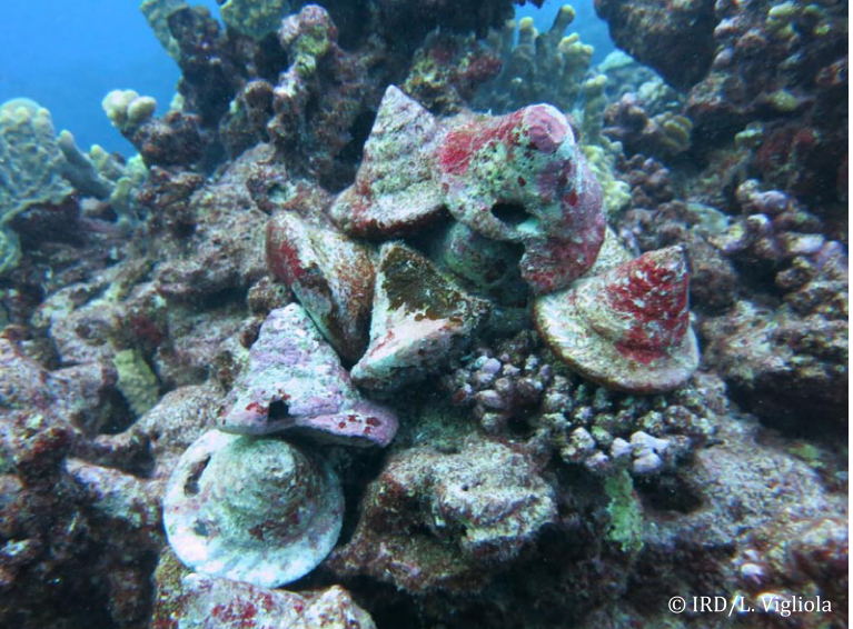 Les scientifiques ont plongé dans les eaux de Hao. Ils y ont trouvé douze coquilles de trocas. Toutes étaient vides avec un trou caractéristique de la consommation humaine.