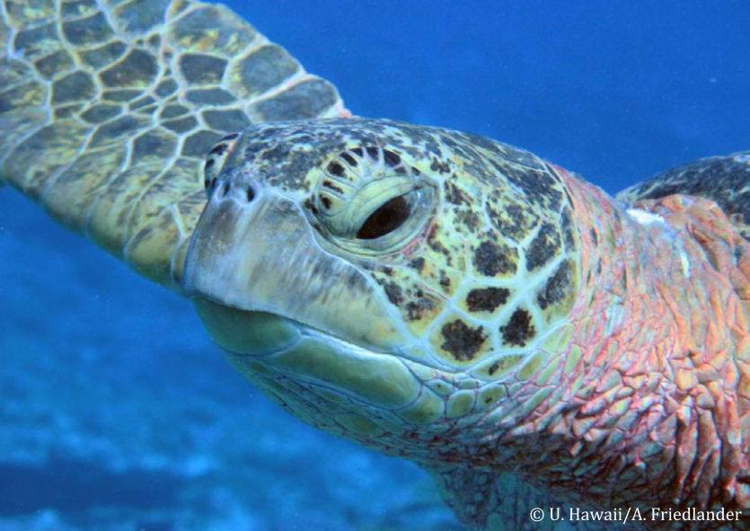 Très peu de récifs préservés dans nos eaux (étude)