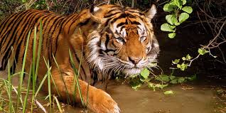 Pour la première fois en 100 ans, le nombre de tigres augmente