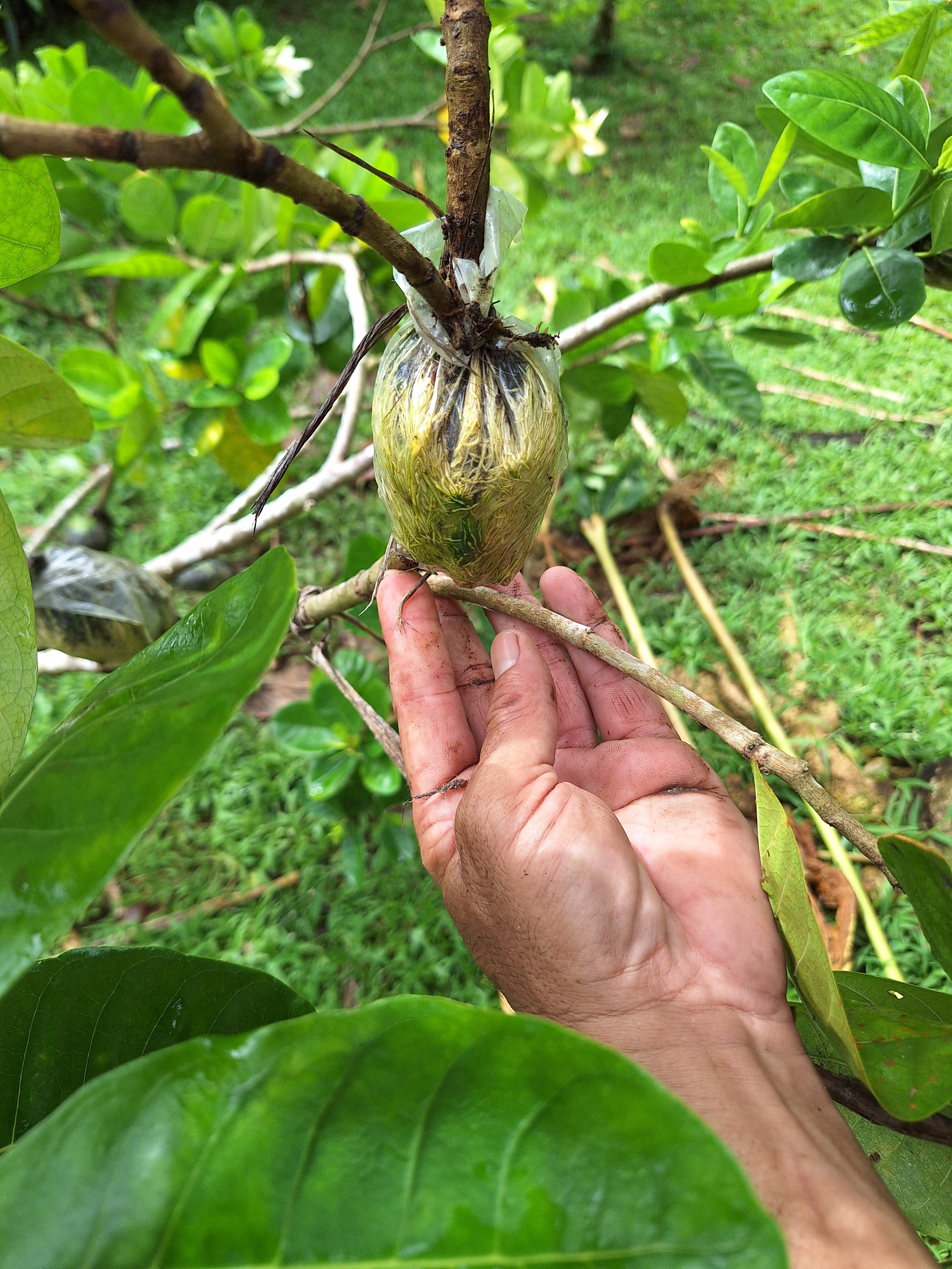 Les plants ont été obtenus par marcottage dans la vallée de la Vaitepiha.