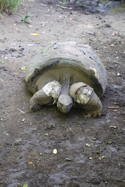 Les tortues du jardin botanique ont été offertes à l’écrivain américain Charles Nordhoff, l’un des deux auteurs des Révoltés de la Bounty en 1928. Photo : Fabienne Cesar Kaczmarek