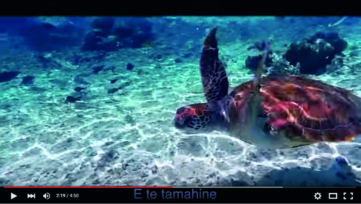 La journée polynésienne de la tortue est prévue le 19 avril.