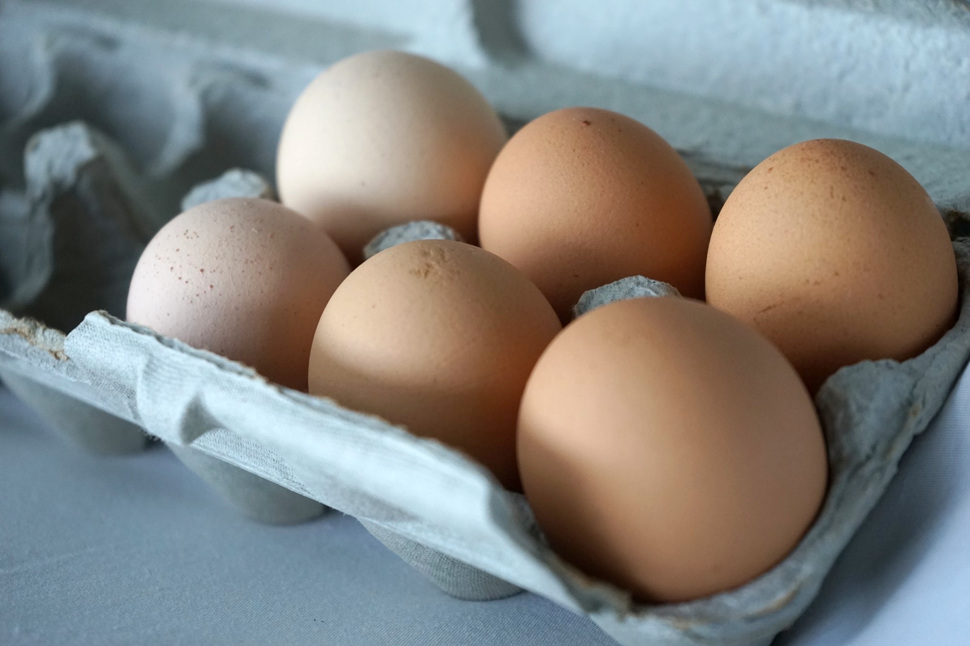 Les œufs et les aliments à base d’œufs crus sont à l’origine de près de la moitié des TIAC dues à la salmonellose (Crédit : archive Anne-Charlotte Lehartel).