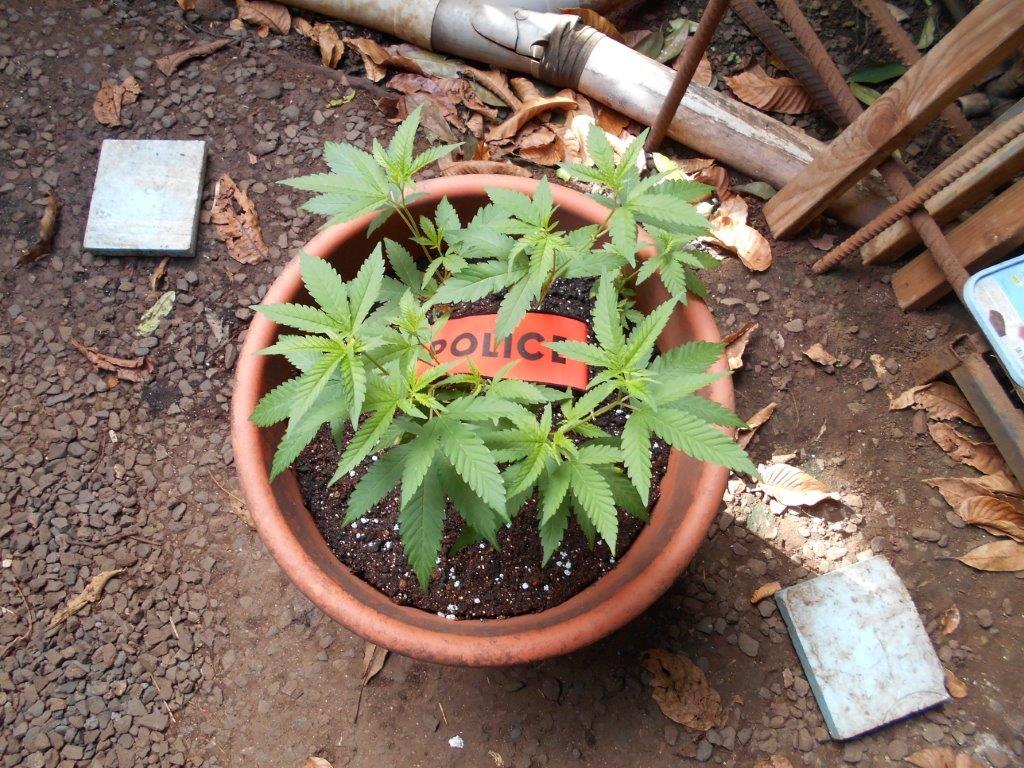 La police saisit 155 litres de komo, quartier Mamao