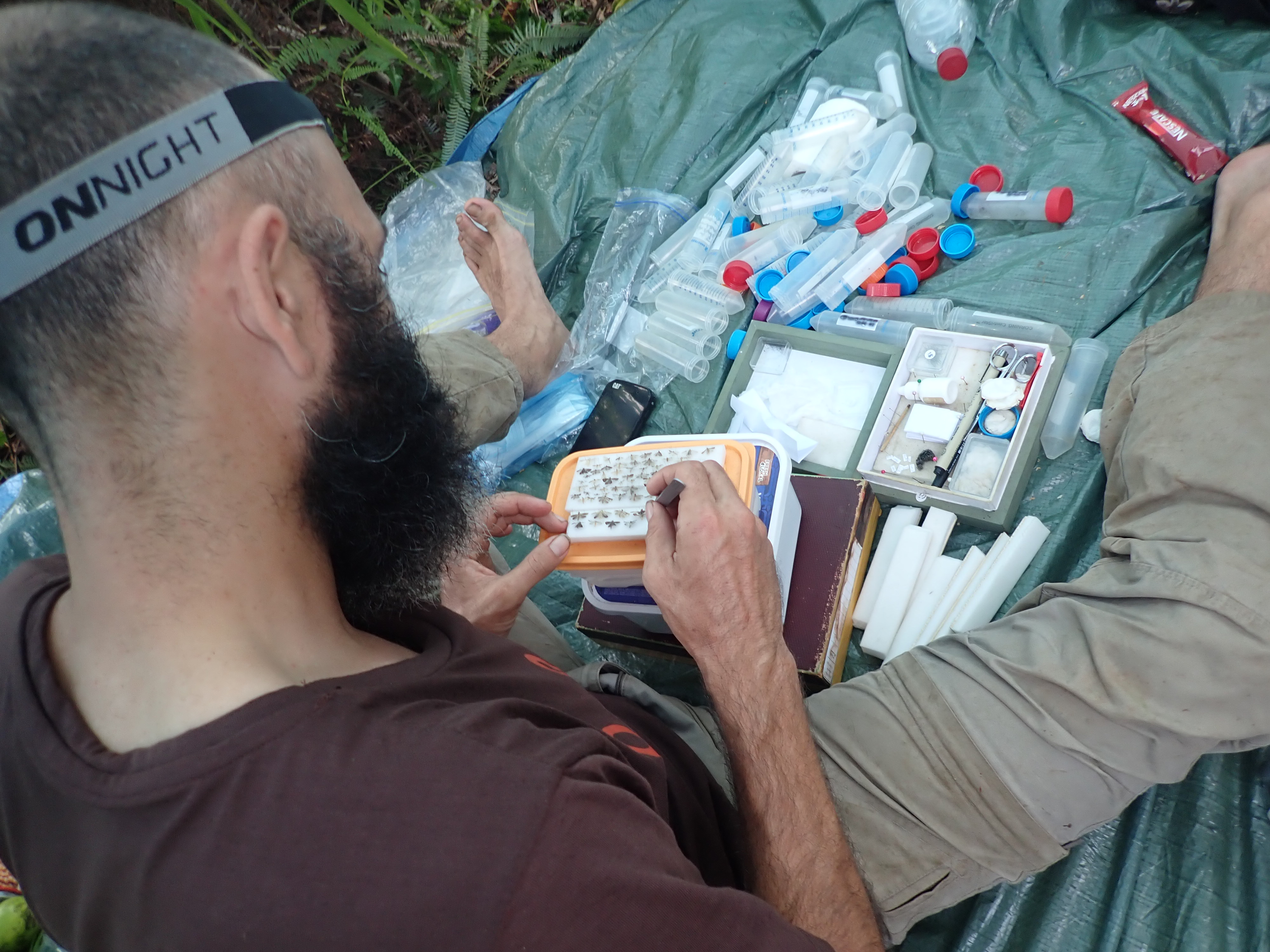Les papillons du Fenua sous la loupe de Bruno Rasmussen
