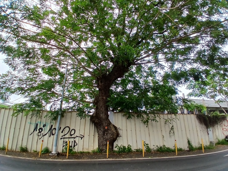 Papeete va sacrifier six marumaru centenaires