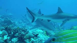 Attaque de requin à Makemo : deux blessés, dont un grave (MAJ)