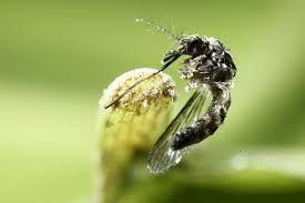 Le moustique vecteur du Zika redécouvert au Chili après 60 ans d'absence