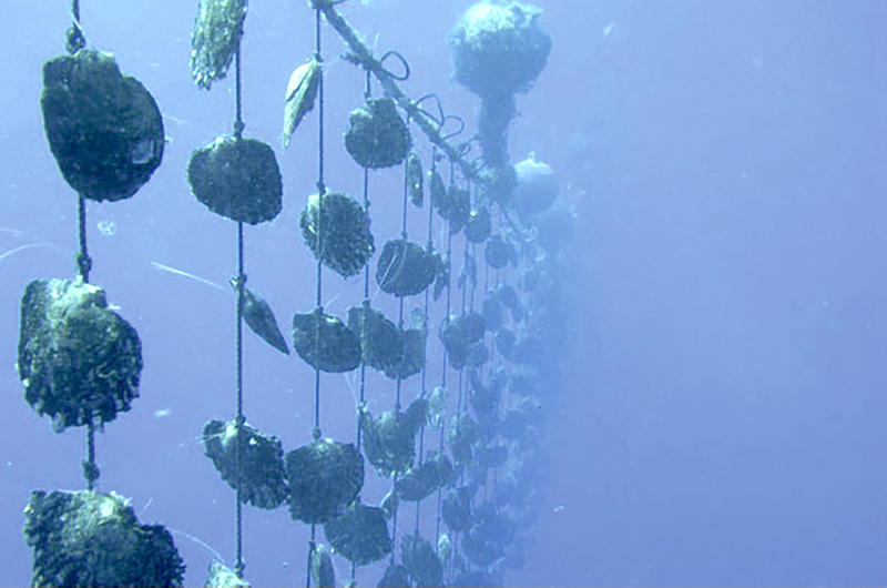 Maintien des précautions sur les écloseries de nacres