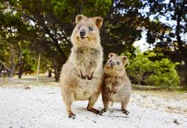 L'Australie forme des marsupiaux à éviter les crapauds toxiques