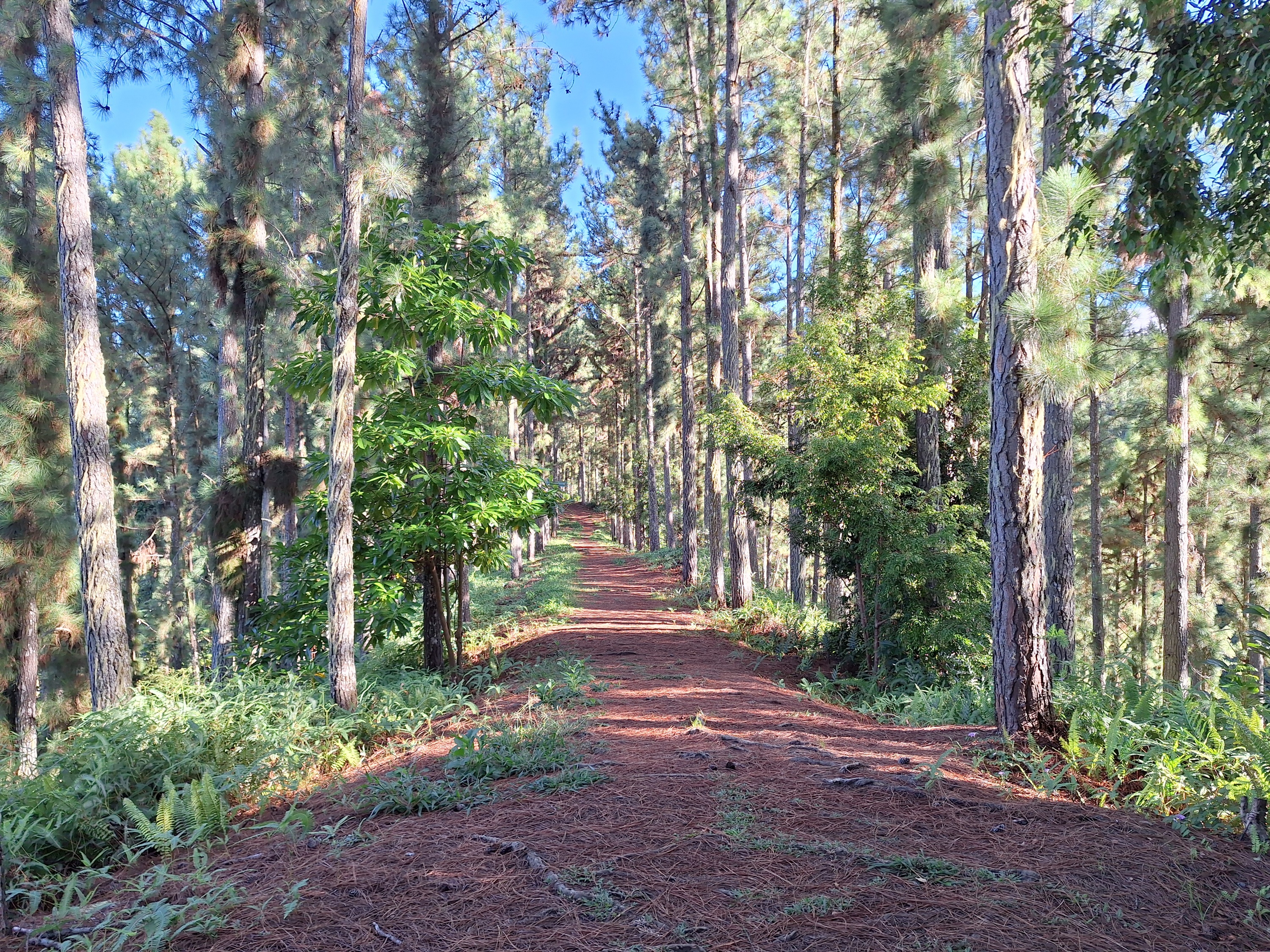 Il faudra patienter plusieurs semaines, voire quelques mois pour accéder à la vallée de māpē et à la pinède en toute sécurité (Crédit : archive).