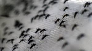 Zika: les moustiques, des porteurs de virus difficiles à éliminer