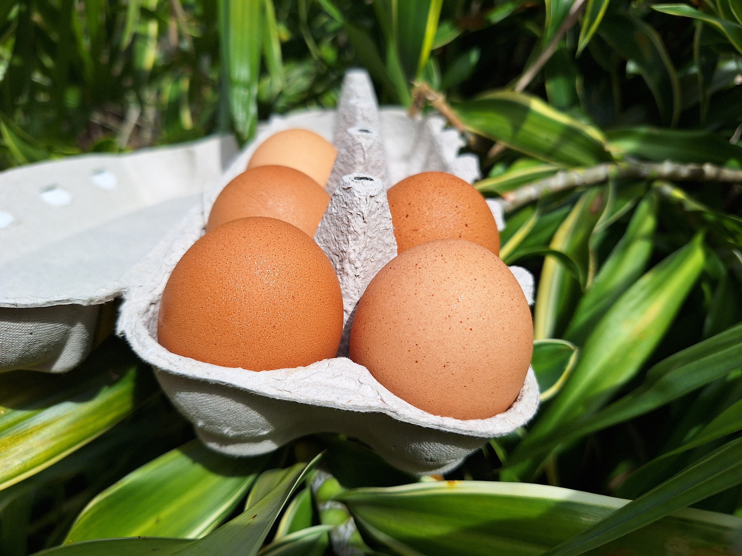 Ce nouvel épisode représente des pertes colossales pour les éleveurs concernés, contraints d’abattre 80 à 100 % de leur cheptel, soit 30 000 à 40 000 poules (Crédit : Anne-Charlotte Lehartel).