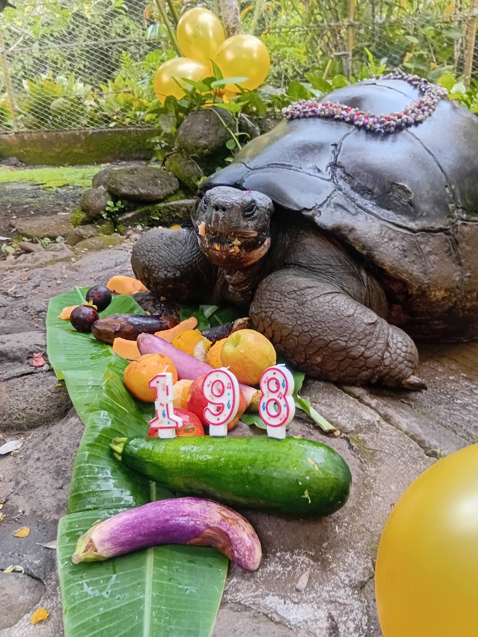 La doyenne du Fenua a fêté ses 198 ans en ce début d’année 2026 (Crédit : Facebook/Nos deux tortues et Maxenzo).