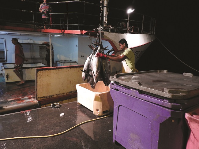 Déchargement de poissons à l'arrivée de thoniers au port de pêche de Papeete (Crédit photo : Lucie Rabréaud TPH)