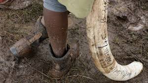 Le Kenya se mobilise pour en finir avec le commerce illégal d'ivoire