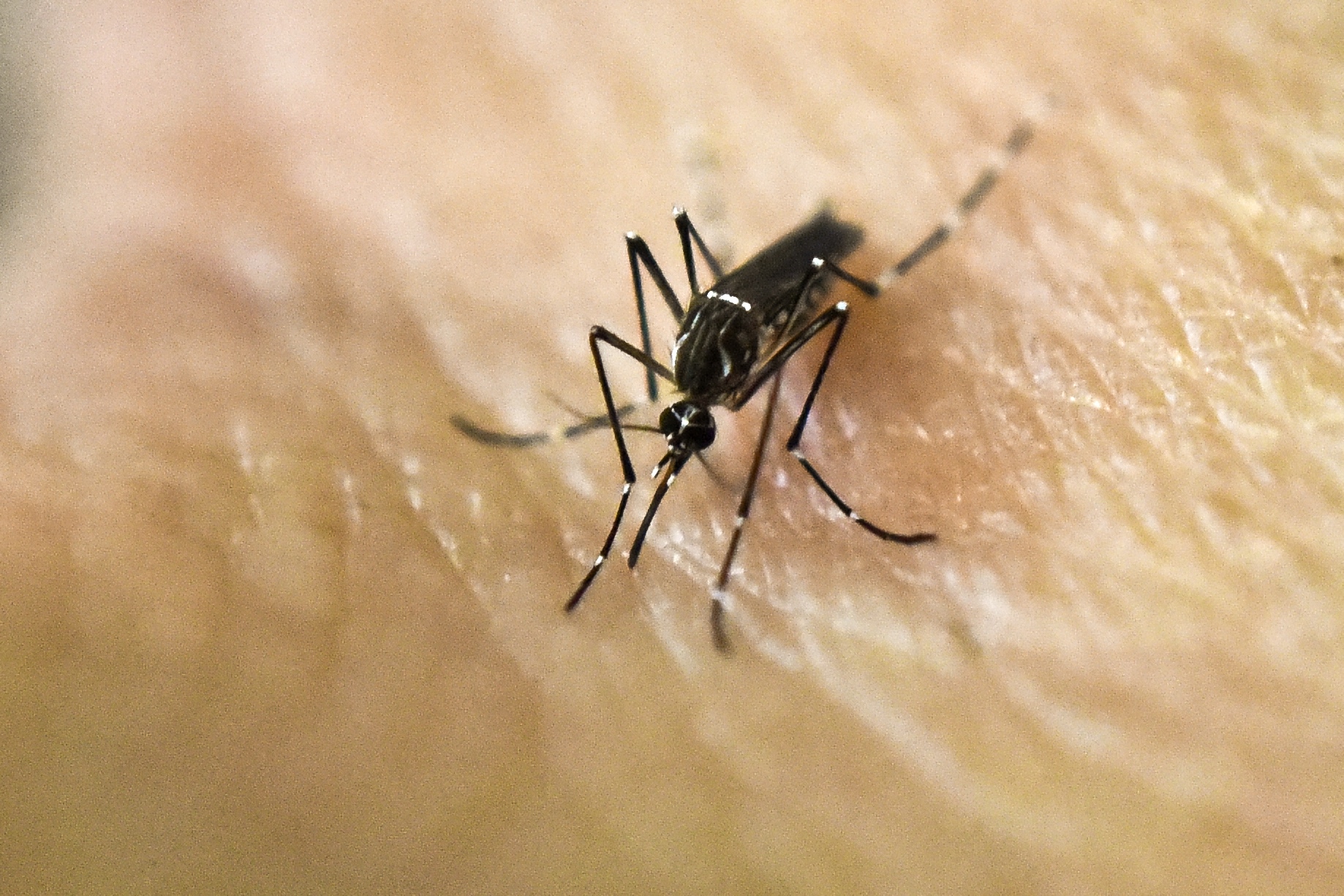L'épidémie de Zika déclarée en Guadeloupe
