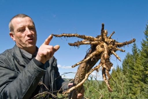 Un éleveur montre des racines dévorées par des rats taupiers le 27 avril 2016 à Allanche - Thierry Zoccolan (AFP)