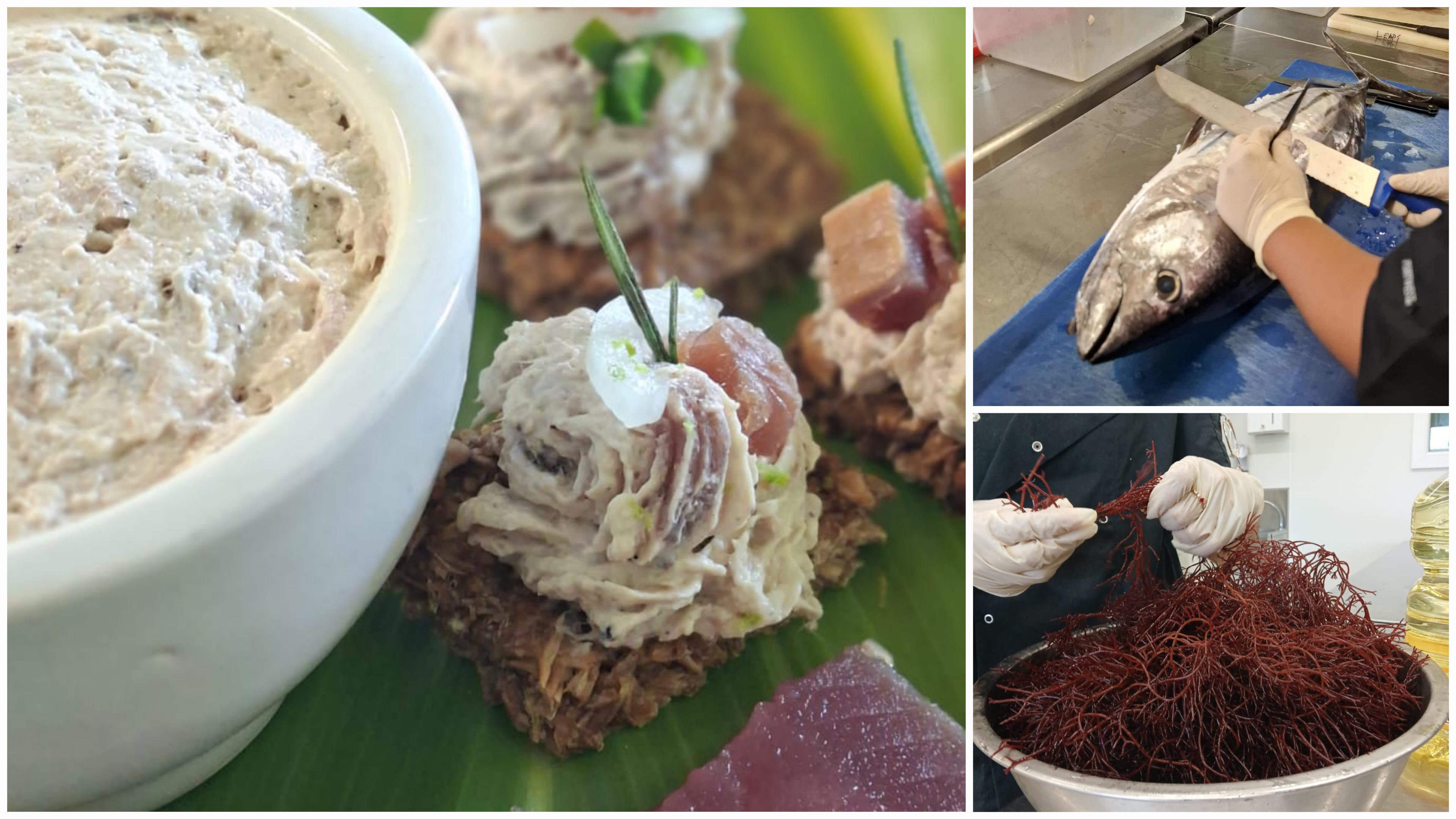 Une formation en alternance qui mise sur le potentiel des poissons, des crustacés et des algues (Crédit : Lycée John Doom).