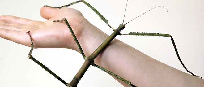 Le plus long insecte du monde : un phasme de plus de 60 centimètres.