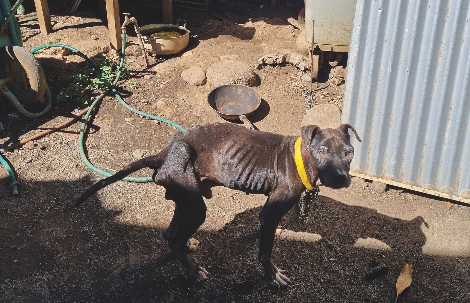L’association Stop Cruauté Animale Tahiti (Scat) estime pouvoir ouvrir son refuge pour chiens et chats en détresse en septembre prochain au plus tard, à Nuuroa, grâce au soutien de la commune de Moorea-Maiao.