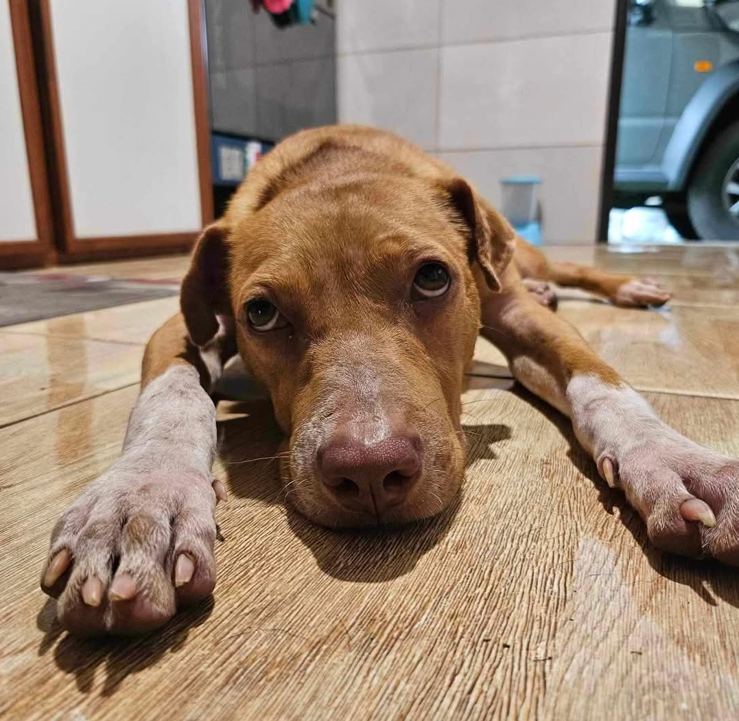 “Un refuge de qualité, conforme au bien-être animal” à Moorea