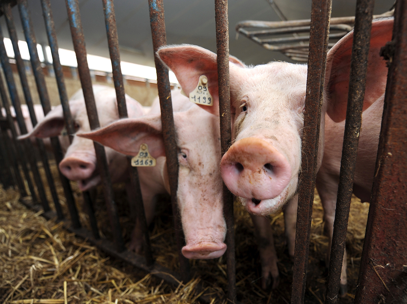 Les éleveurs de porcs veulent créer un centre de naissances contrôlées à Taravao