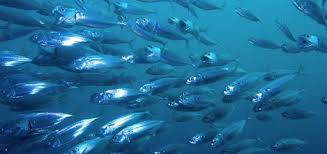 Les produits de la mer durables en hausse mais pas partout (rapport)