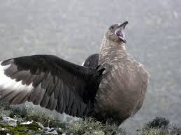 Le réchauffement réduit la taille et la morphologie d'oiseaux, menaçant leur survie
