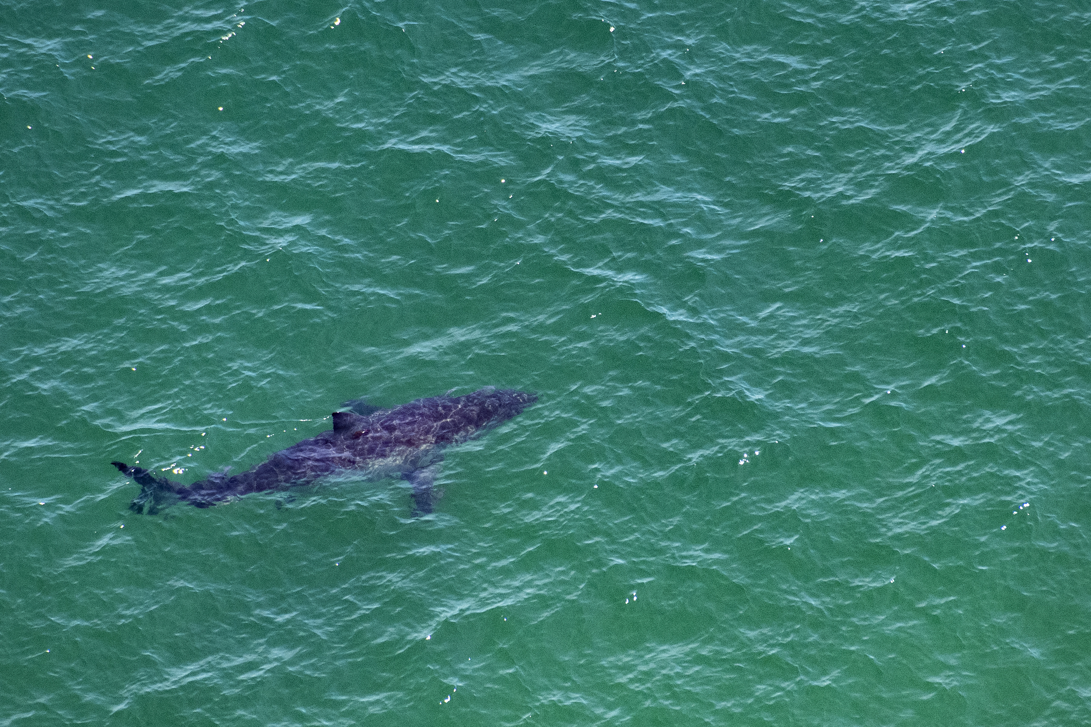 Nouvelle-Calédonie: un surfeur mortellement blessé, vraisemblablement par un requin