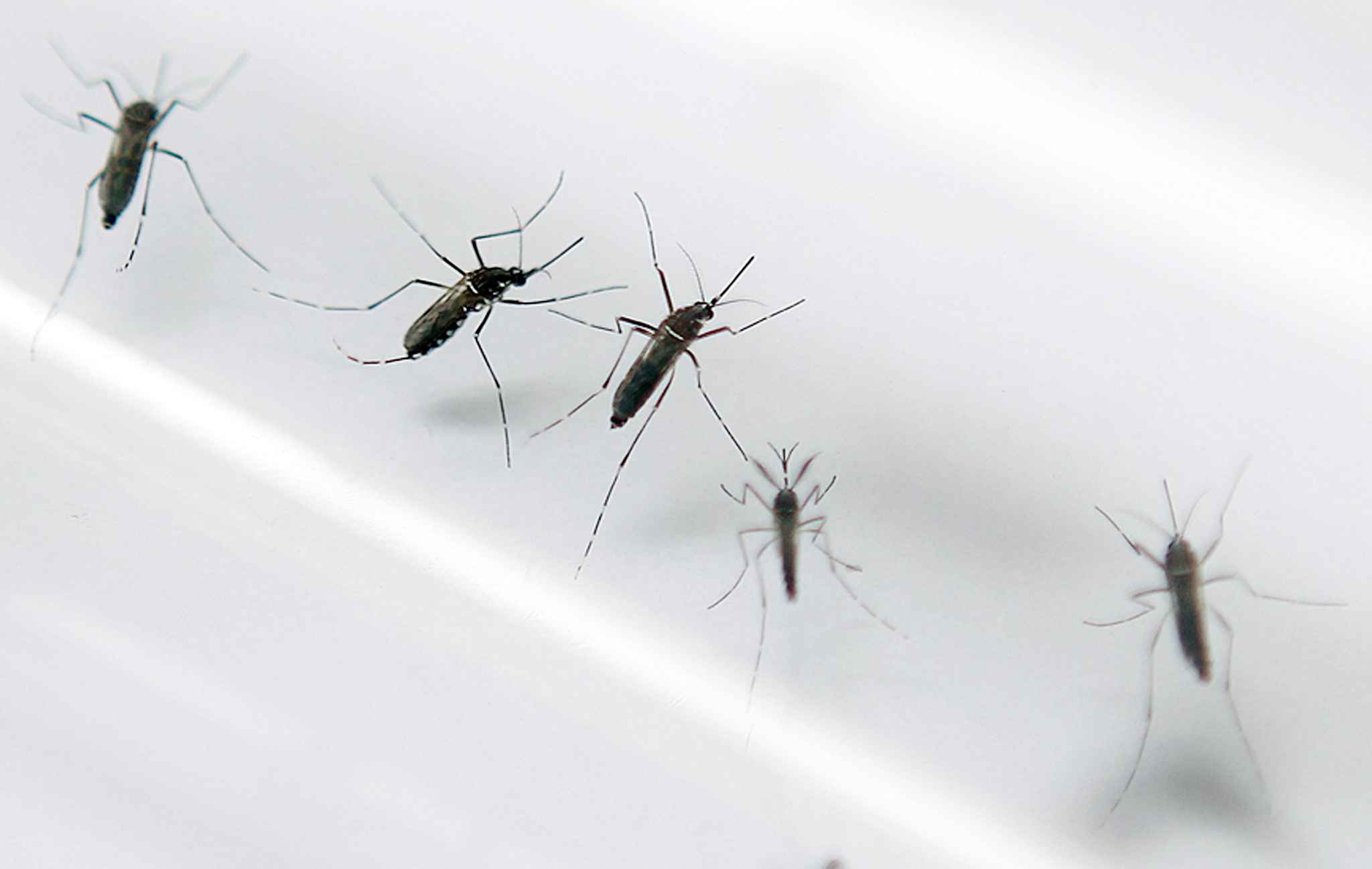 Zika: risque élevé autour de la mer Noire, globalement limité en Europe (OMS)