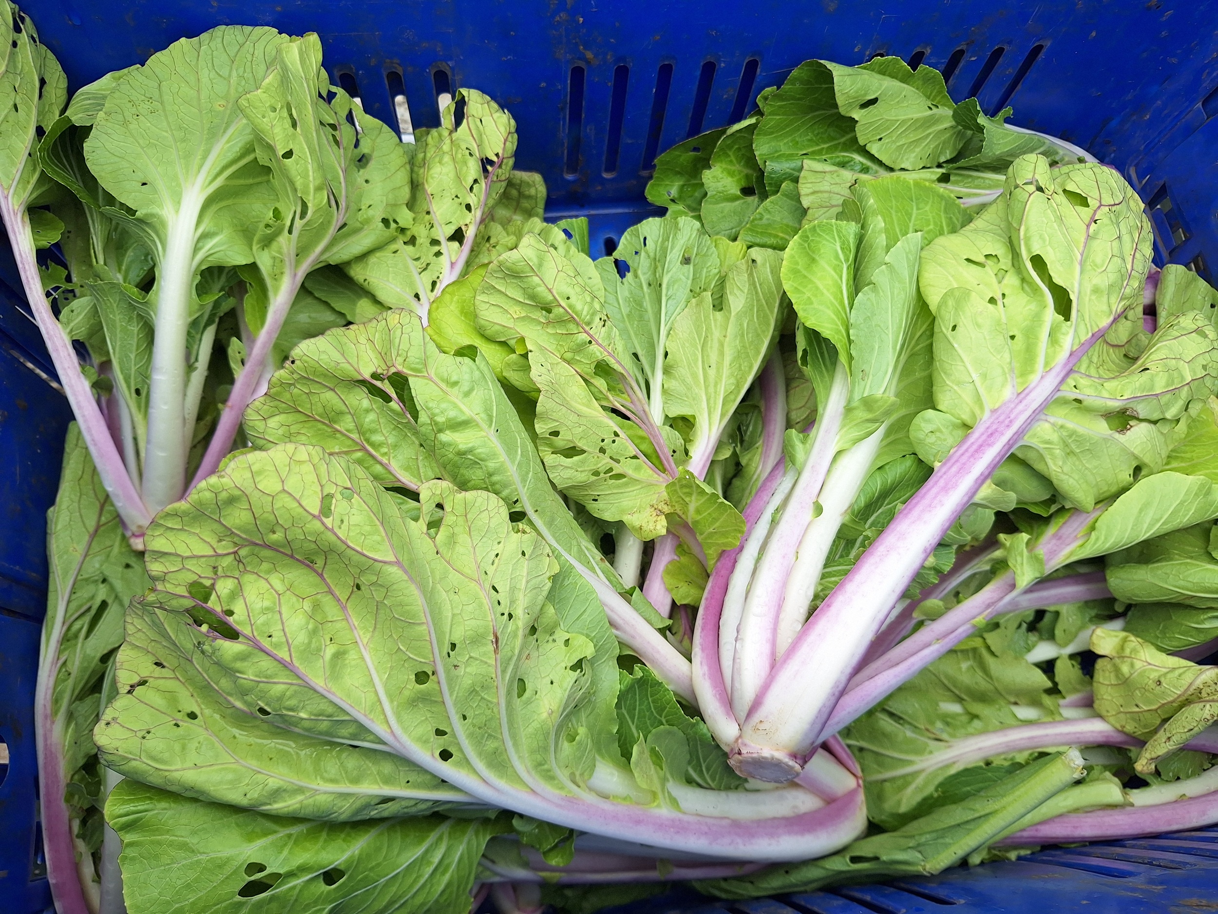 Le syndicat des agriculteurs de Polynésie (SAP) a tenu une conférence de presse pour réaffirmer son mécontentement et proposer des mesures de “co-construction” (Crédit : Anne-Charlotte Lehartel).