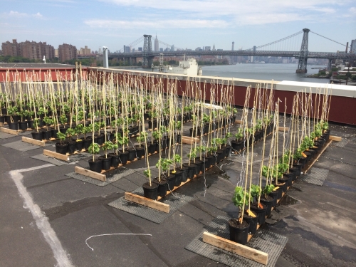 Un premier vignoble sur un toit de New York