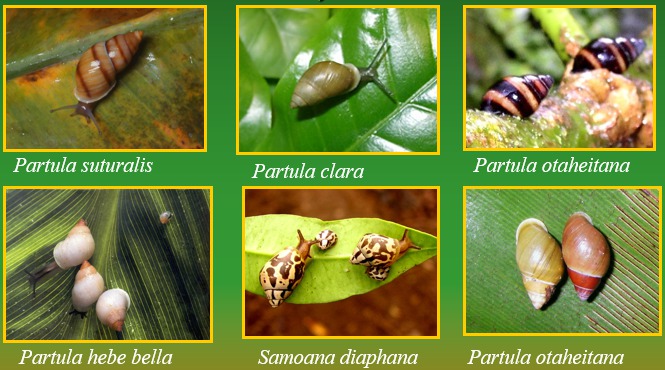 Comment les Partula ont évité l’extinction