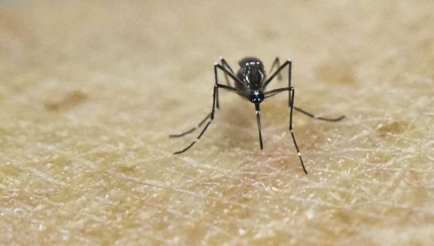 Des moustiques Aedes aegypti "naturellement infectés" par le virus Zika au Brésil