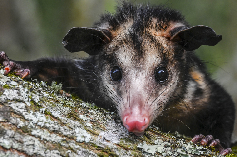 Crédit JOAQUIN SARMIENTO / AFP